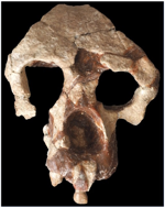 8.7 Ma Homininae Anadoluvius turkae female cranium anterior
